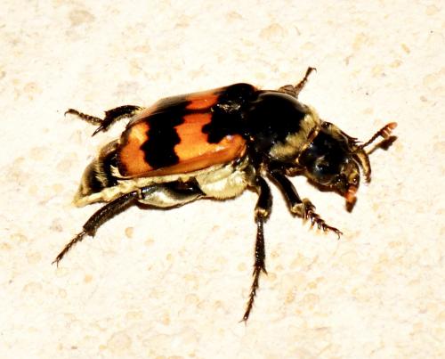 Nicrophorus vespillo
